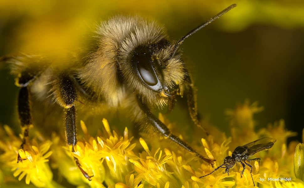 Lenti a bassa dispersione